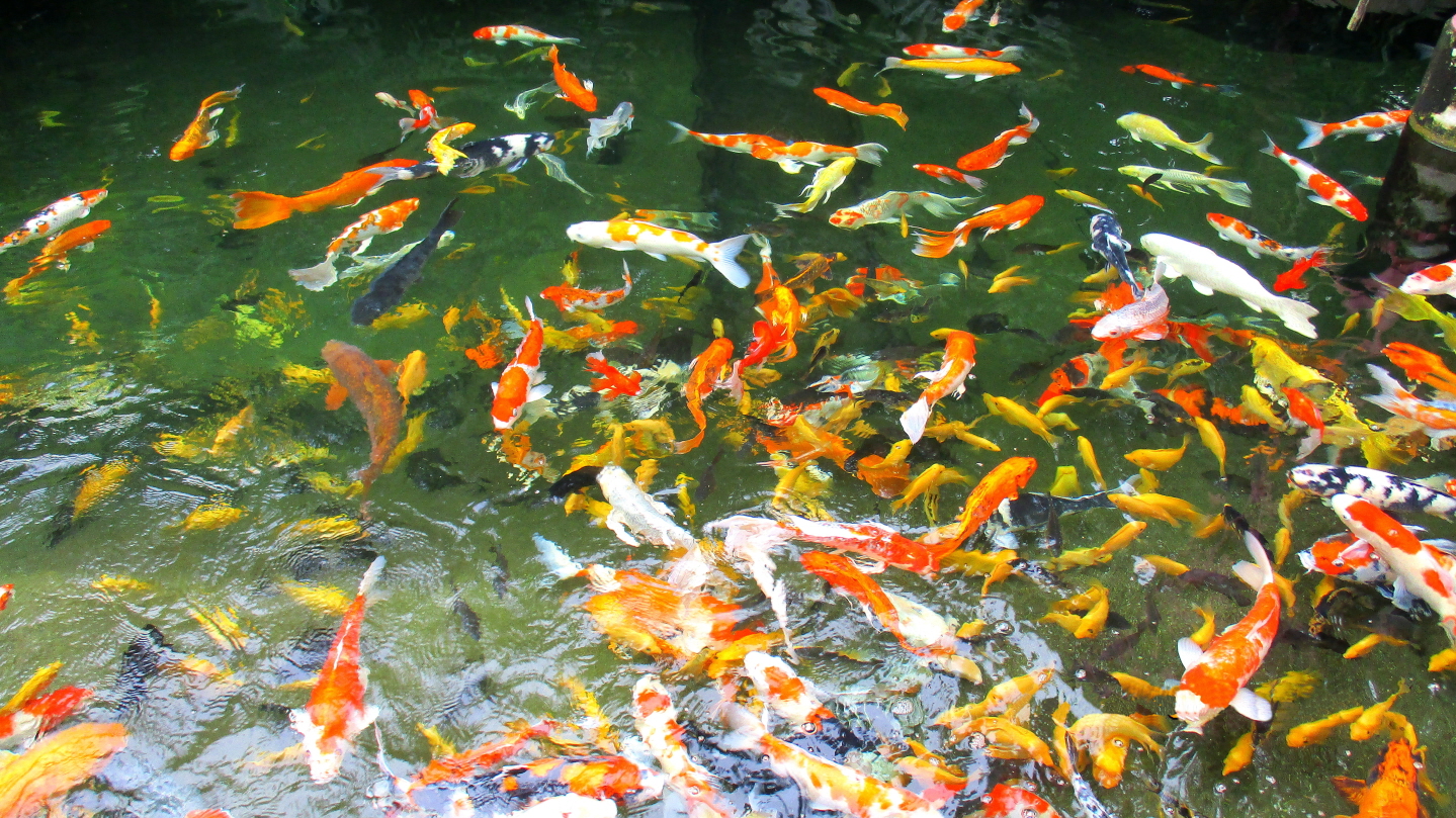 Koi Pond in "Gardens by the Bay" - Singapore