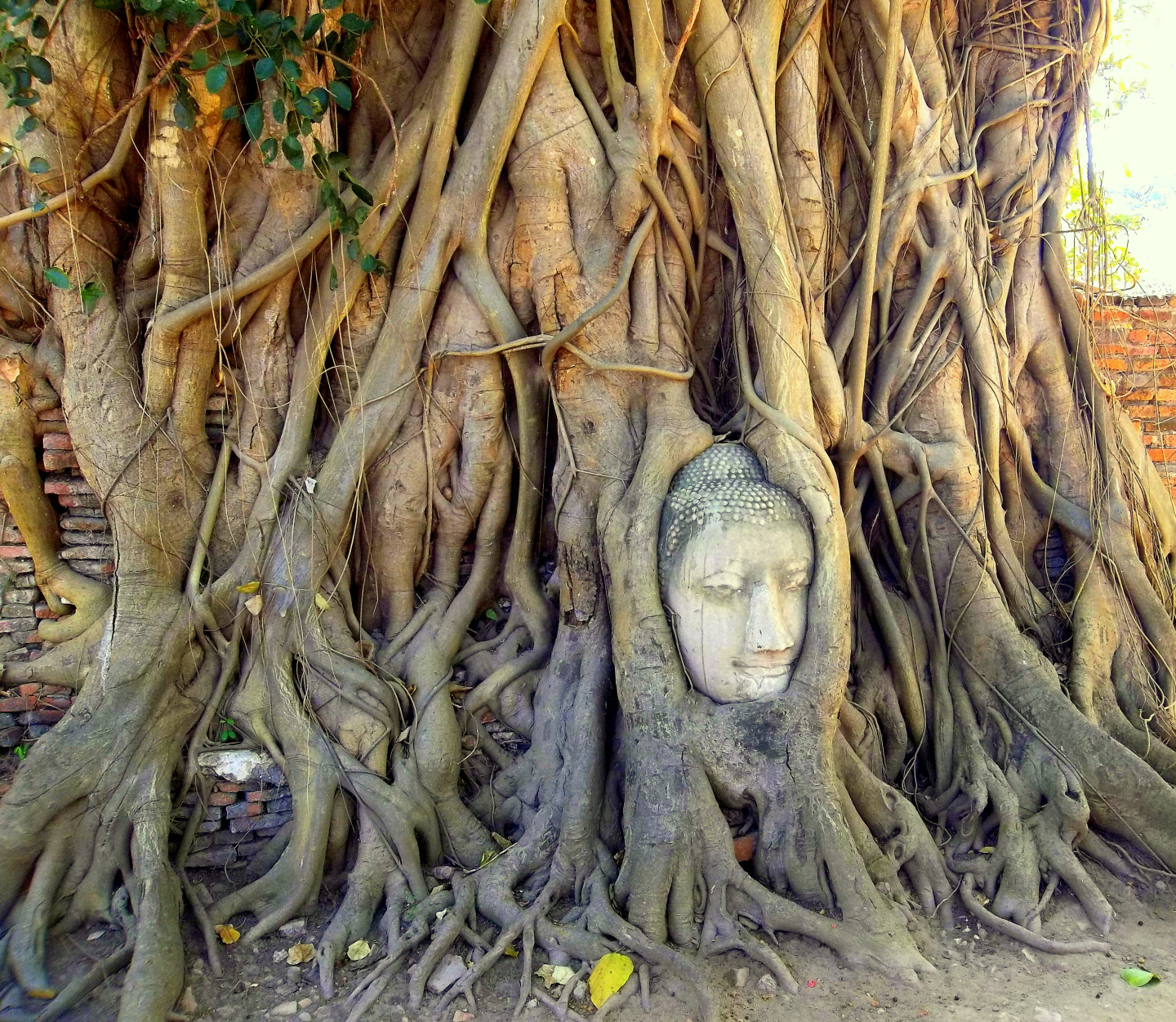 Ayutthaya Ruines - Thailand